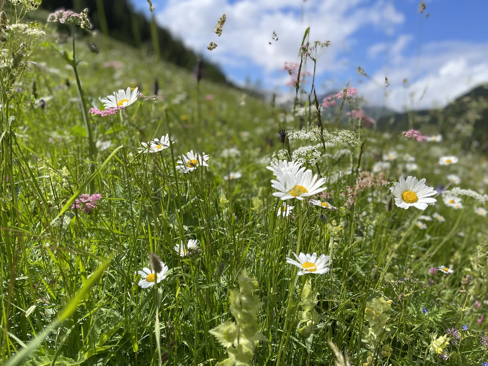 Naturblumen Davos